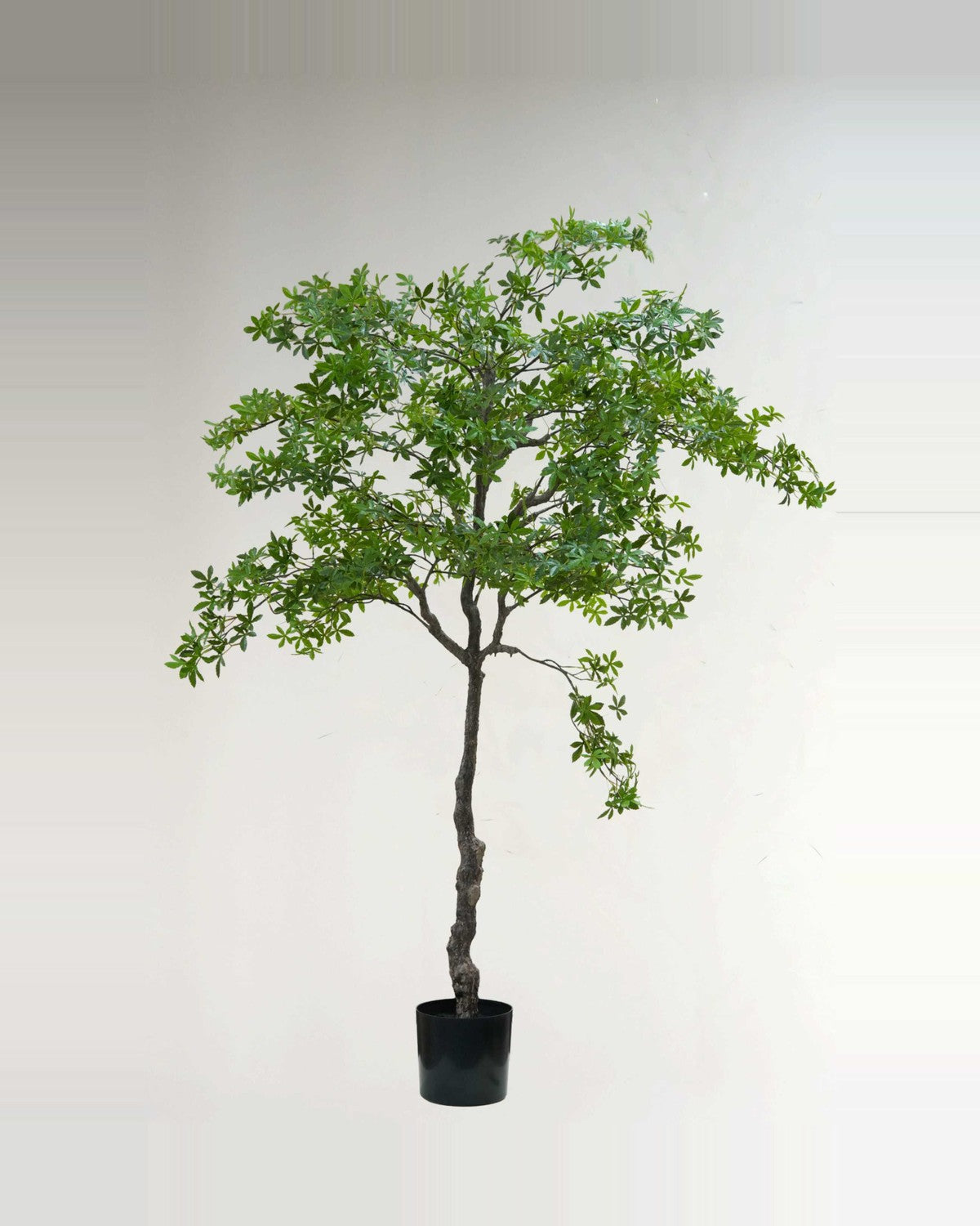 Clapas Green Tree Potted — studio packshot, artificial green tree potted