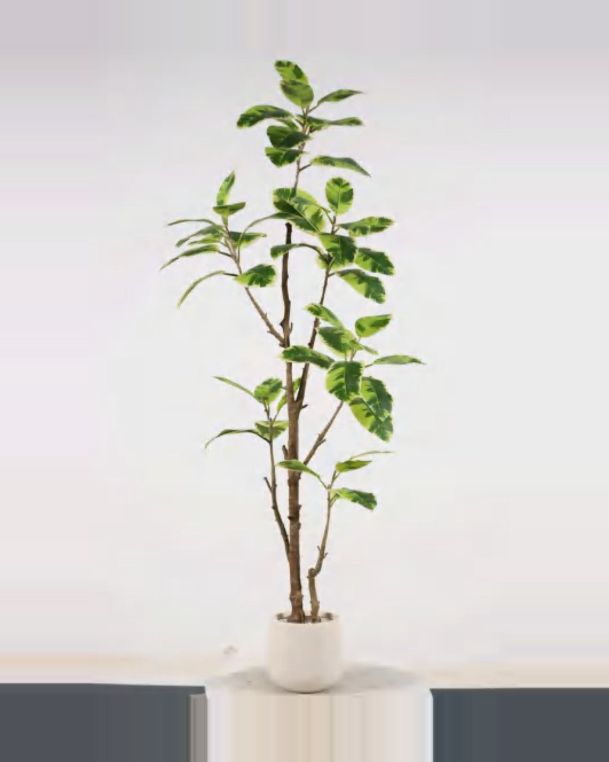 Cigale Rubber Tree — studio packshot, artificial rubber tree