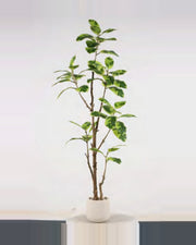Cigale Rubber Tree — studio packshot, artificial rubber tree