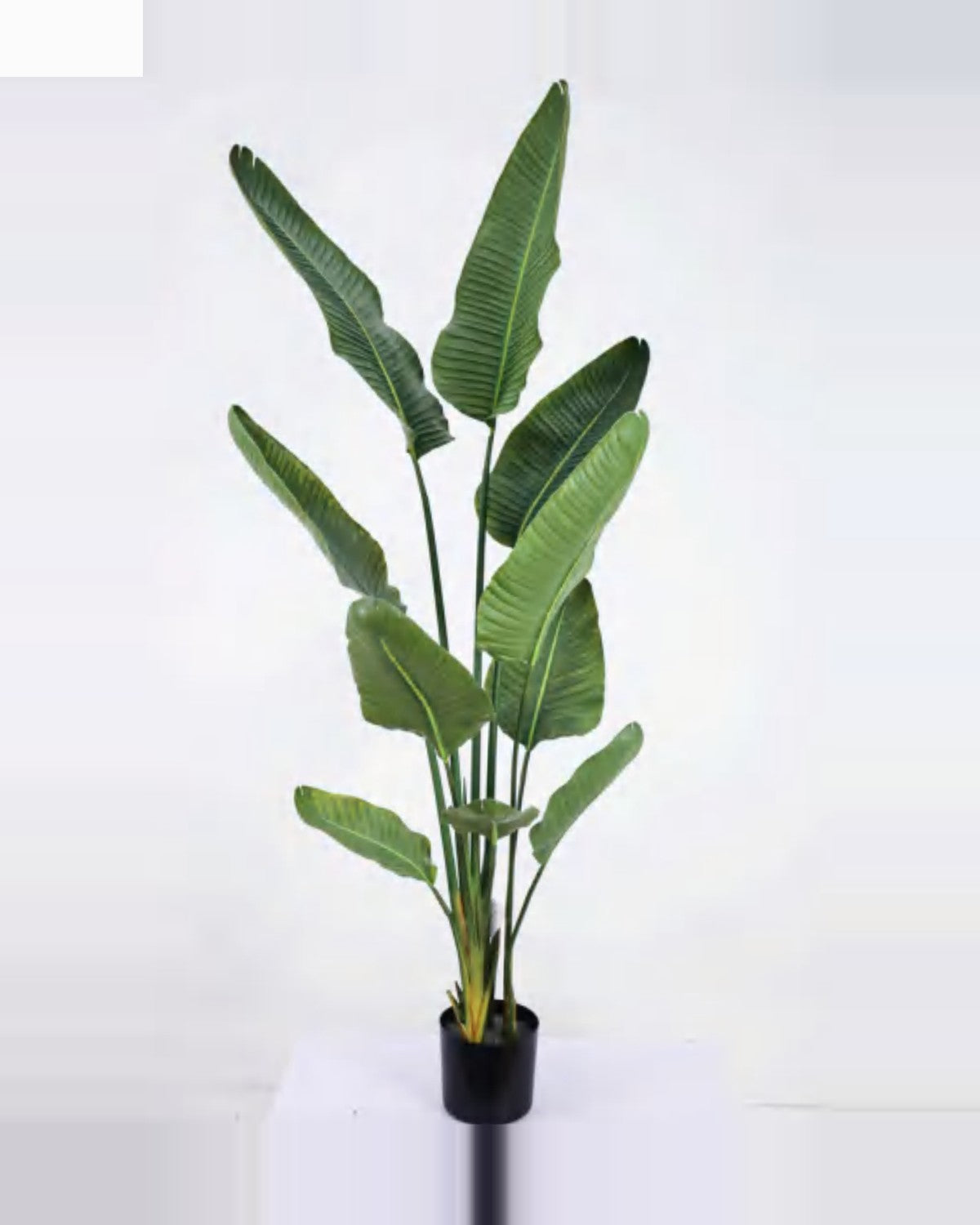 Restanque Travelers Palm Tree — studio packshot, artificial travelers palm tree
