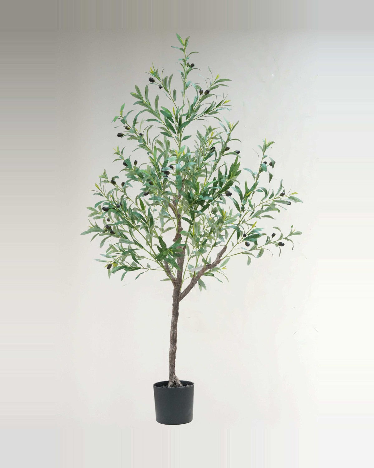 Sienese Olive Tree — studio packshot, artificial olive tree