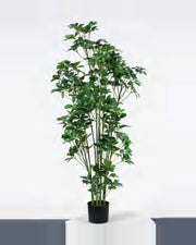 Riva Schefflera Tree — studio packshot, artificial schefflera tree