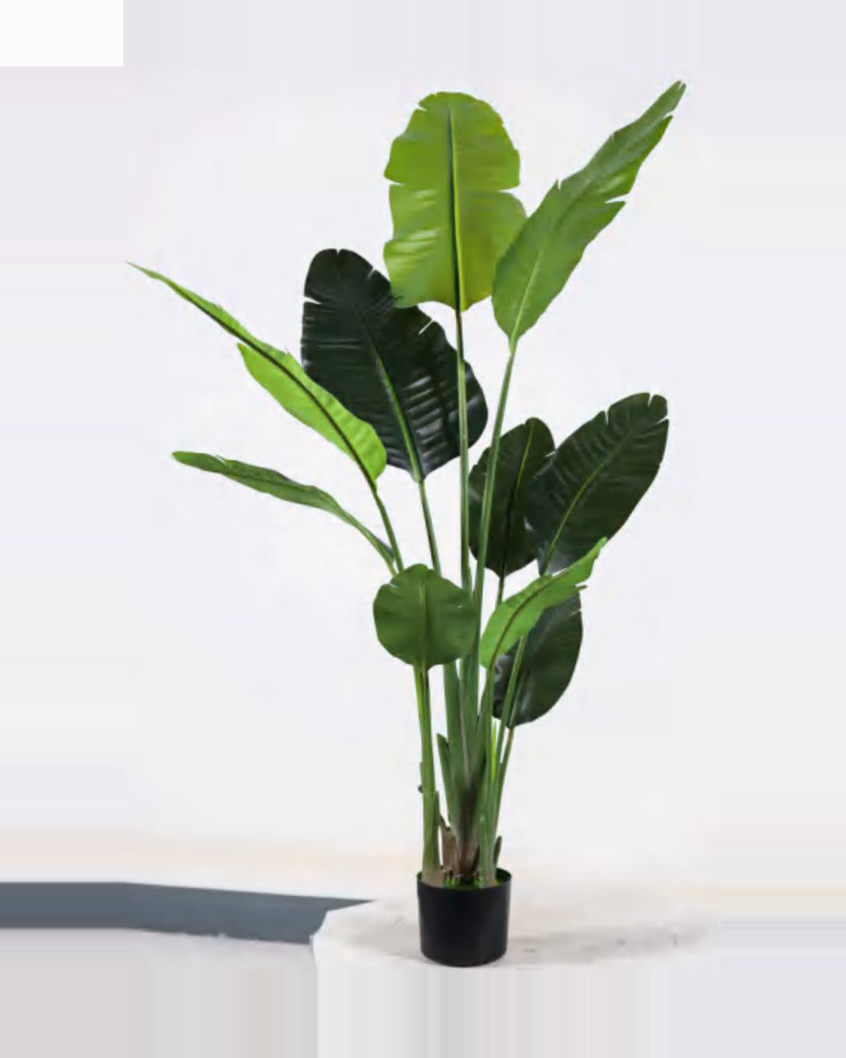 Oustau Travelers Palm Tree — studio packshot, artificial travelers palm tree