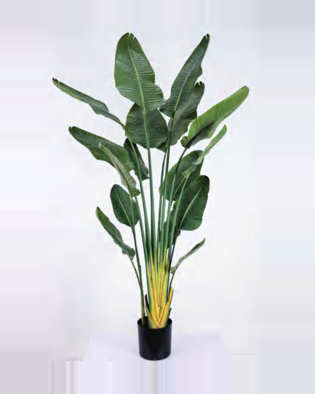 Lauze Travelers Palm Tree — studio packshot, artificial travelers palm tree