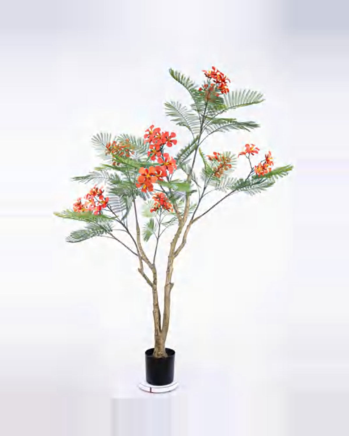 Vallon Royal Poinciana Tree — studio packshot, artificial royal poinciana tree