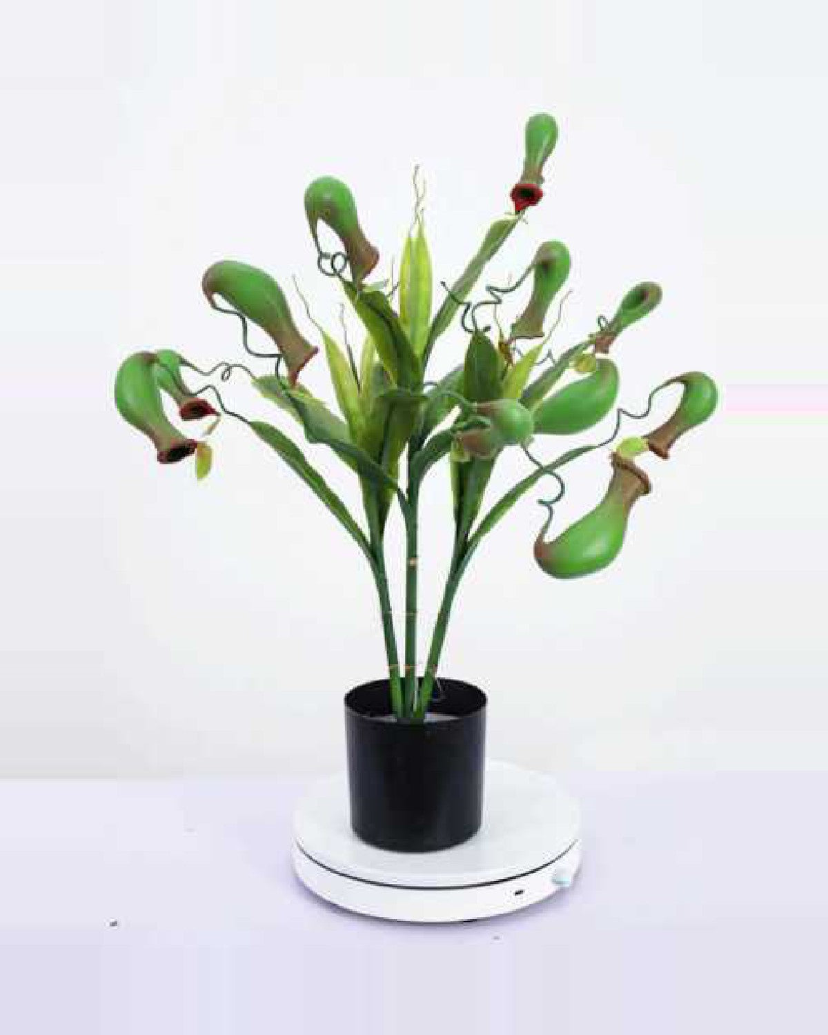 Luce Pitcher Plant — studio packshot, artificial pitcher plant