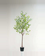 Sole Ficus Tree With Black Trunk — studio packshot, artificial ficus tree with black trunk