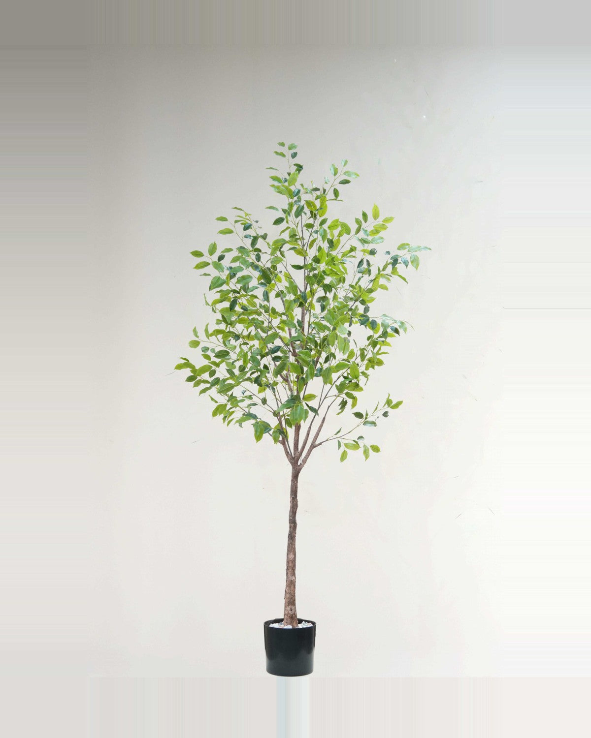 Sole Ficus Tree With Black Trunk — studio packshot, artificial ficus tree with black trunk