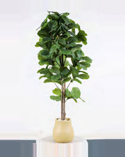 Clapas Fiddle Leaf Fig Tree — studio packshot, artificial fiddle leaf fig tree