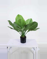 Alma Tropical Plants — studio packshot, artificial tropical plants