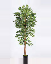Luce Ficus Tree — studio packshot, artificial ficus tree