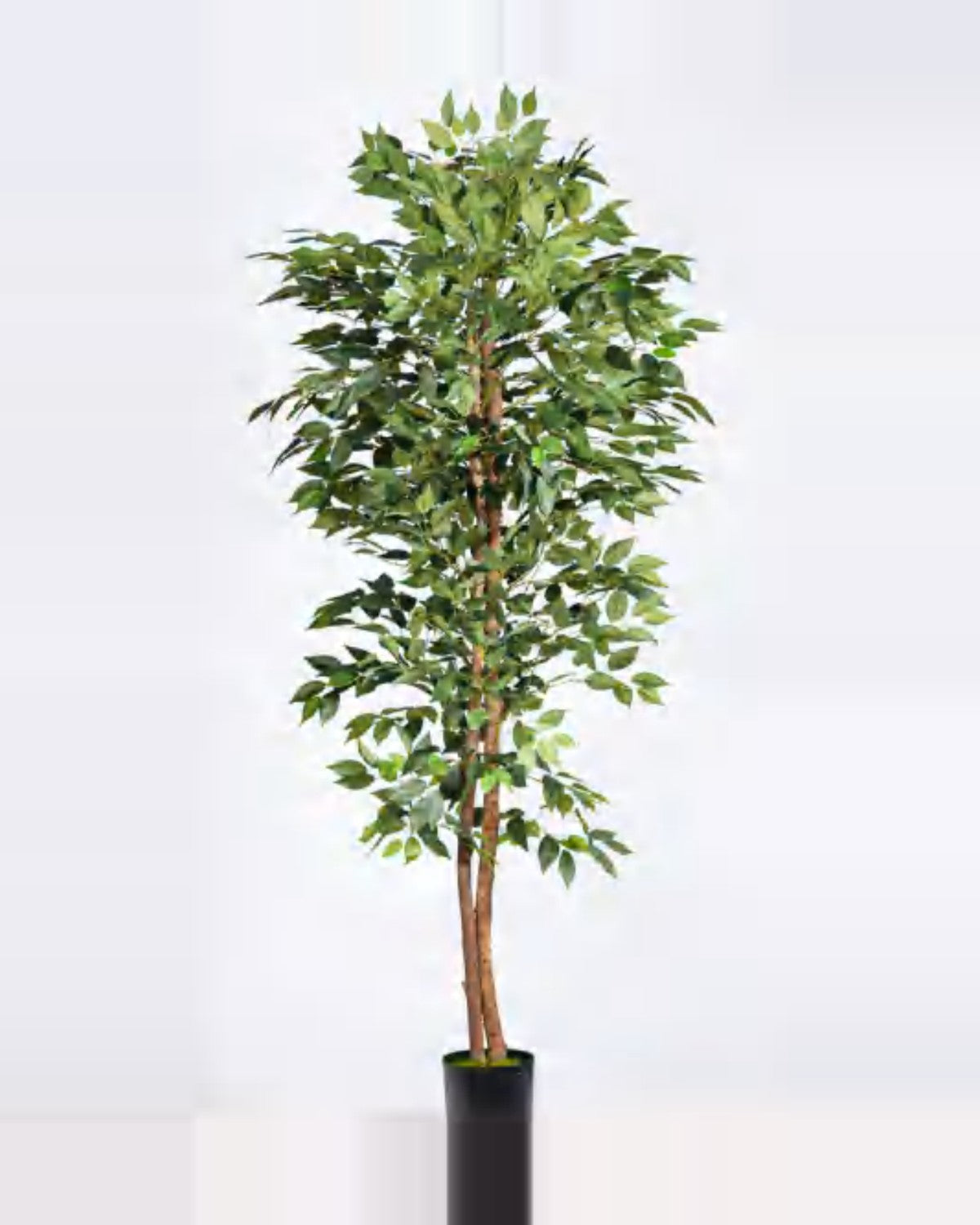 Luce Ficus Tree — studio packshot, artificial ficus tree