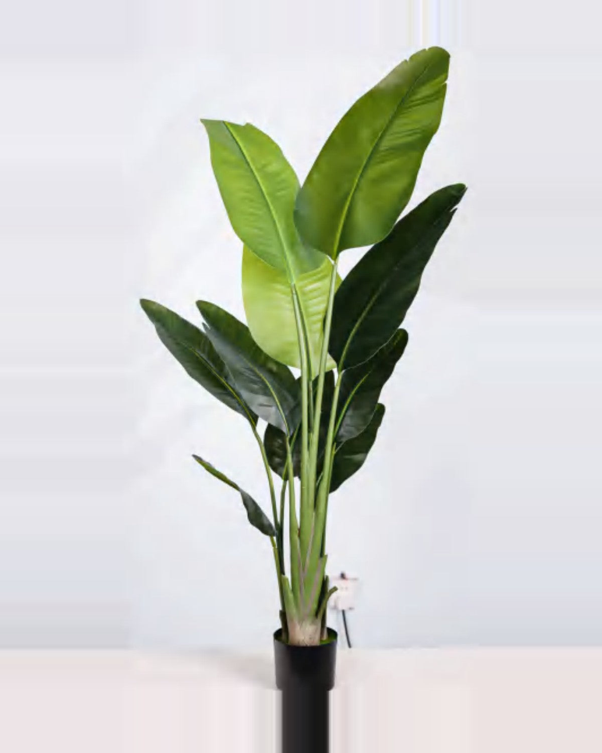 Borie Travelers Palm Tree — studio packshot, artificial travelers palm tree