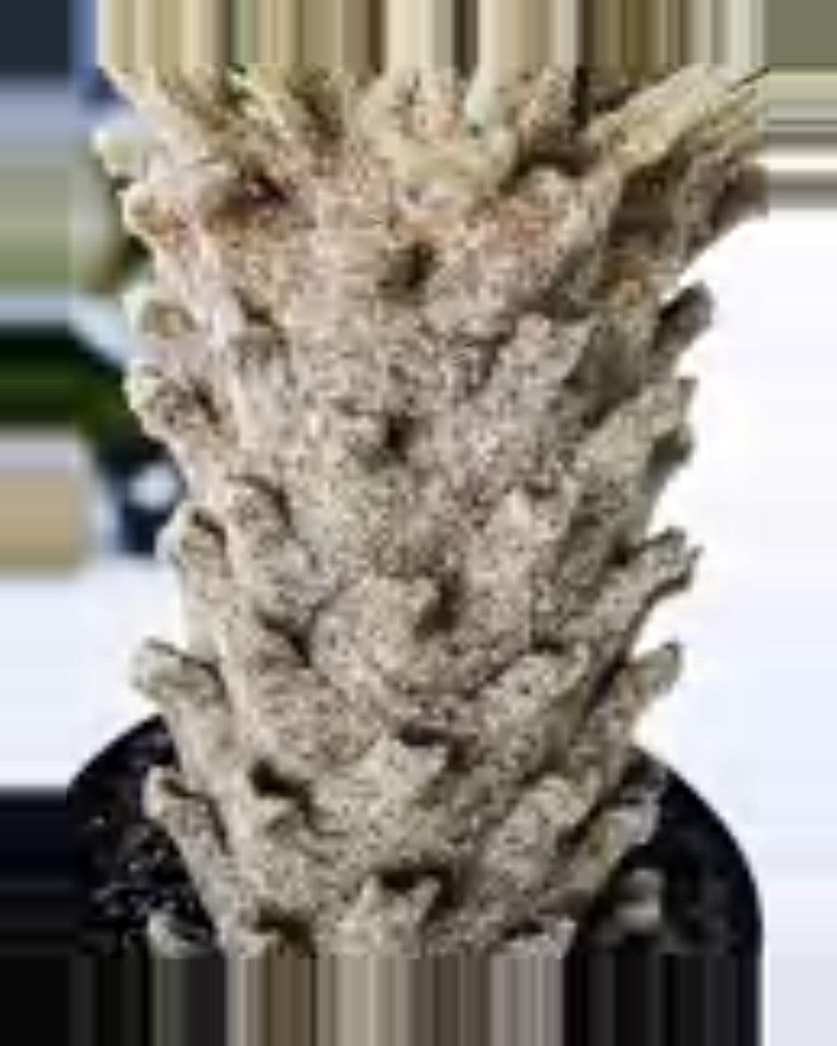 Borie Sago Palm — studio packshot, artificial sago palm