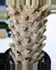 Borie Sago Palm — studio packshot, artificial sago palm