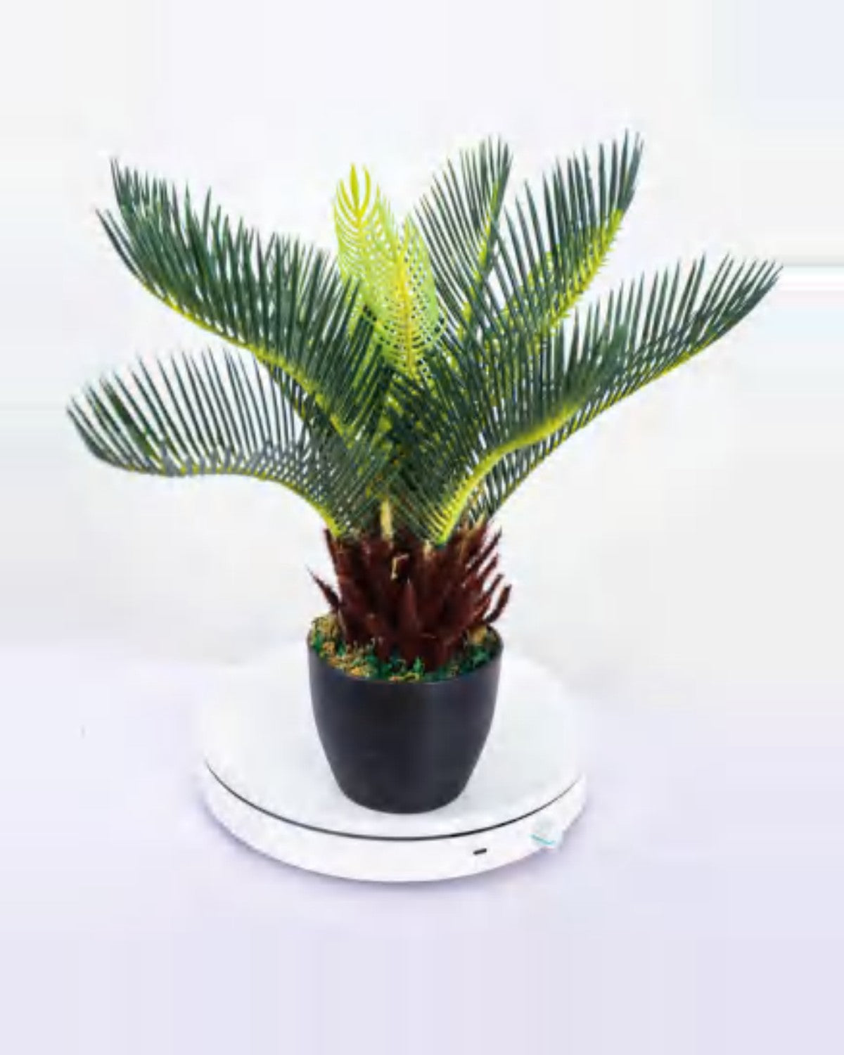 Lauze Sago Palm — studio packshot, artificial sago palm