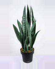 Restanque Snake Plant — studio packshot, artificial snake plant