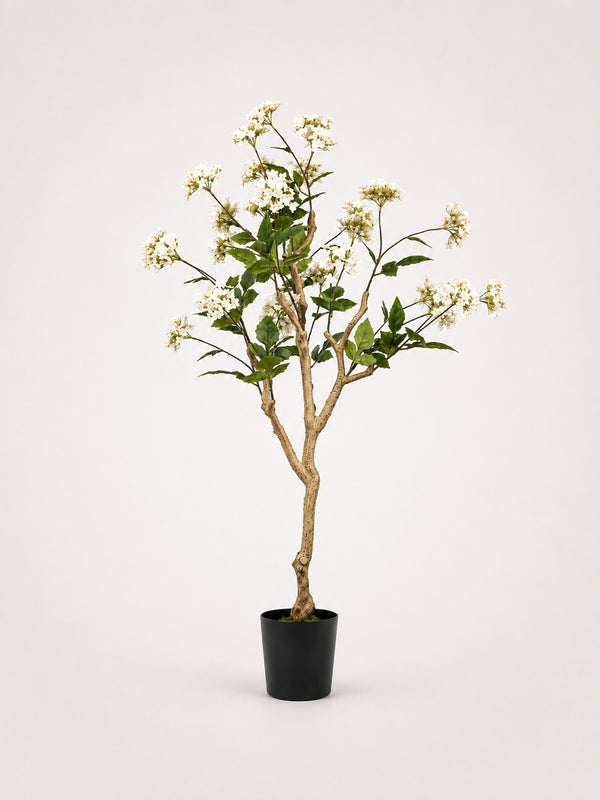 Hydrangea Potted Flowering Plant