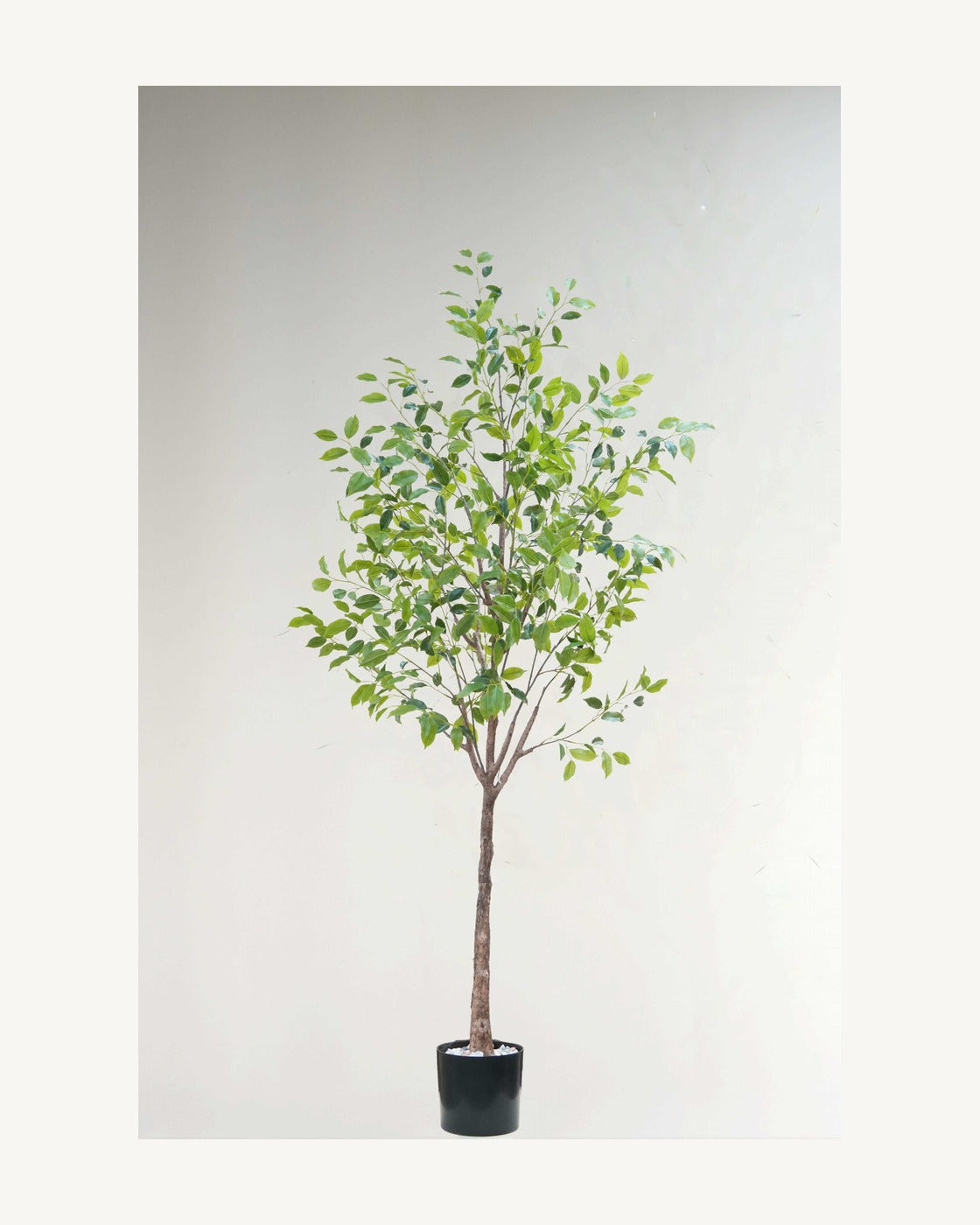 Ischia Artificial Ficus Tree, full product studio view in the included nursery pot