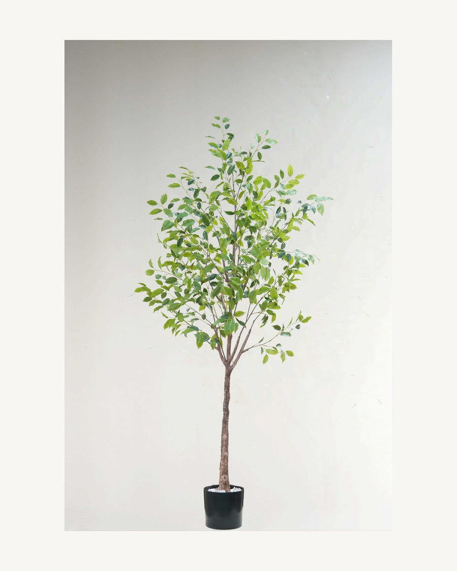 Ischia Artificial Ficus Tree, 78.7 in