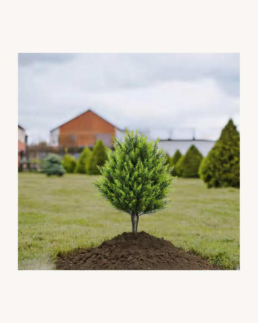 Ligurian Artificial Cedar Tree, 27.9 in