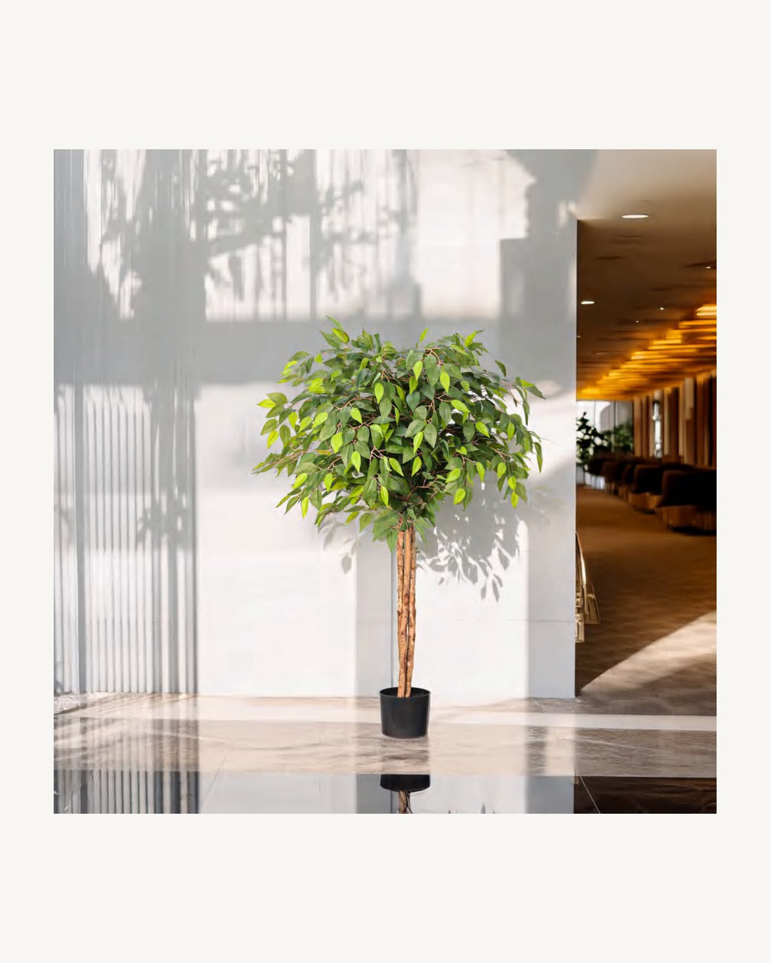 Ligurian Artificial Ficus Tree, full product studio view in the included nursery pot