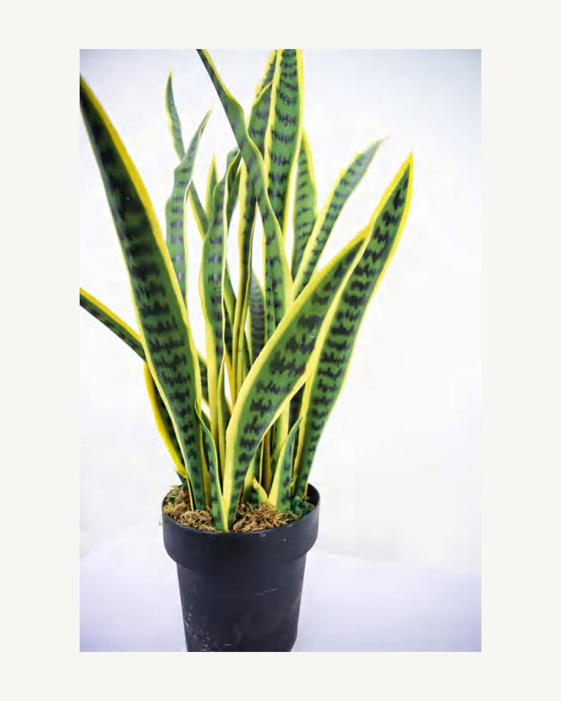 Ligurian Artificial Snake Plant, full product studio view in the included nursery pot