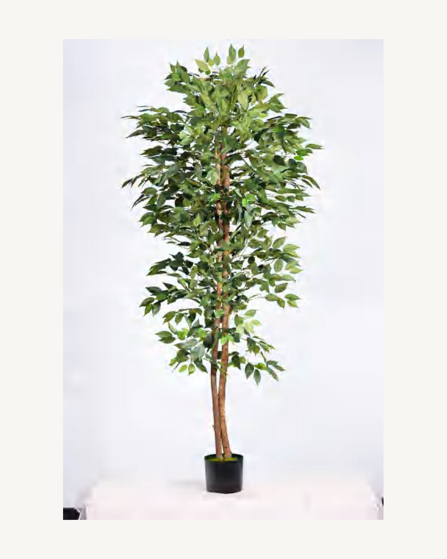 Lucca Artificial Ficus Tree, 71 in