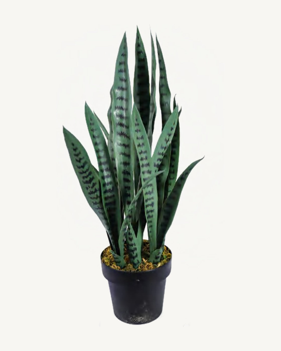 Lucca Artificial Snake Plant, full product studio view in the included nursery pot