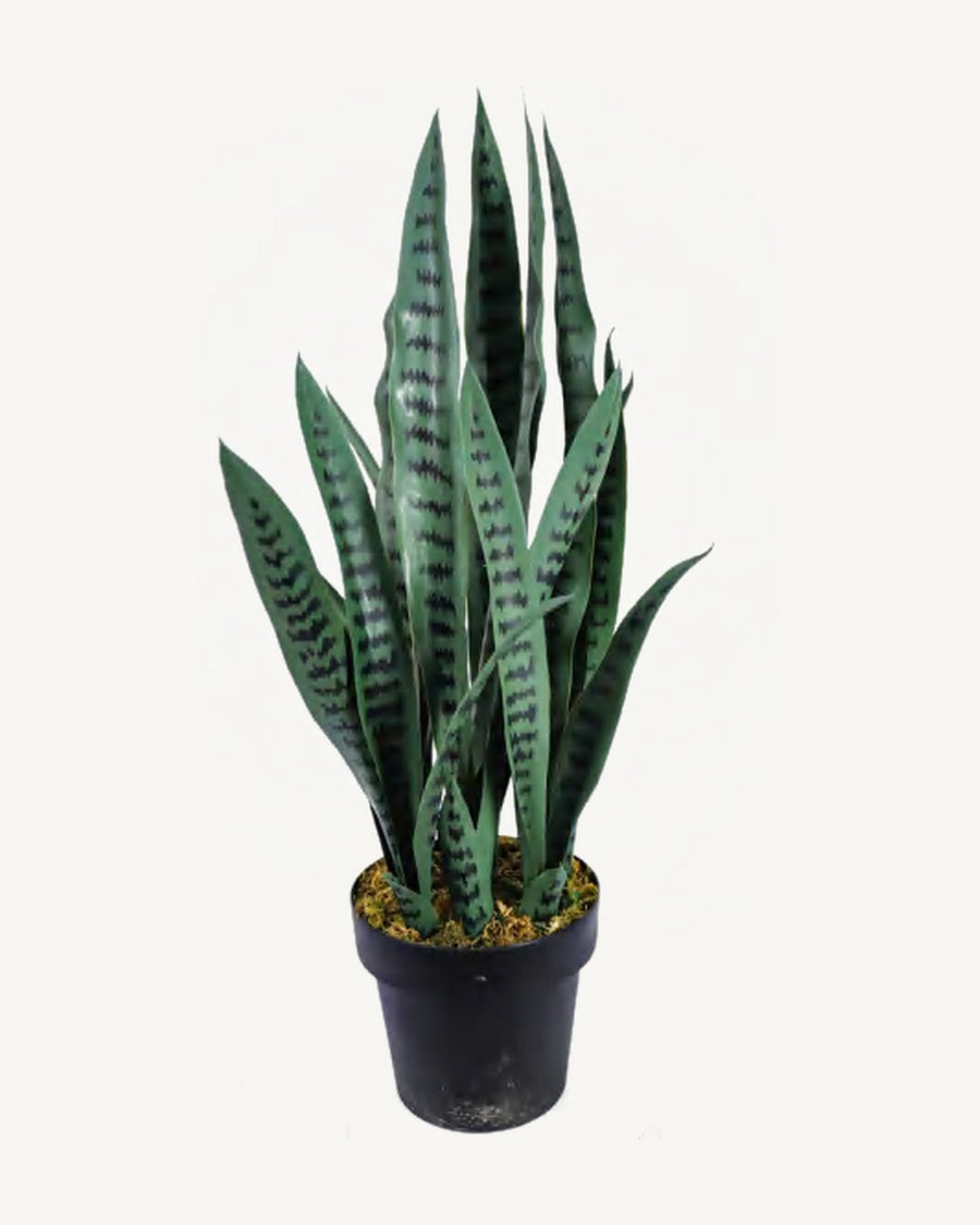 Lucca Artificial Snake Plant, 30.3 in