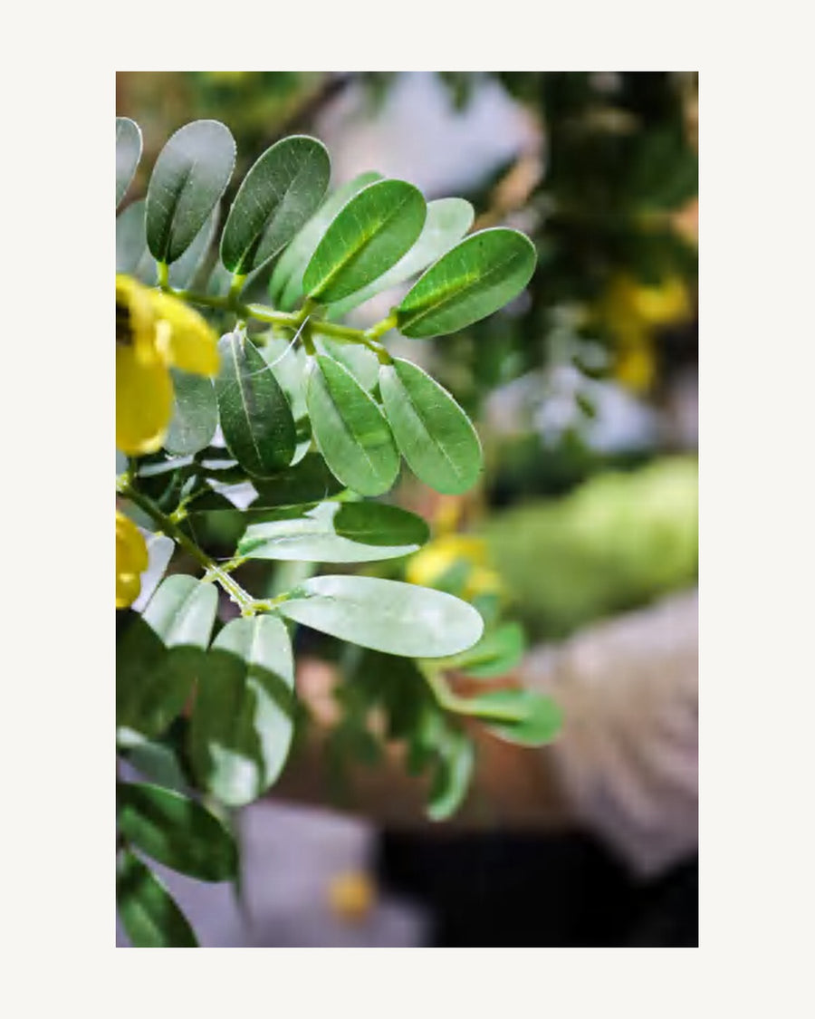 Maremma Artificial Osmanthus Tree, 110.2 in