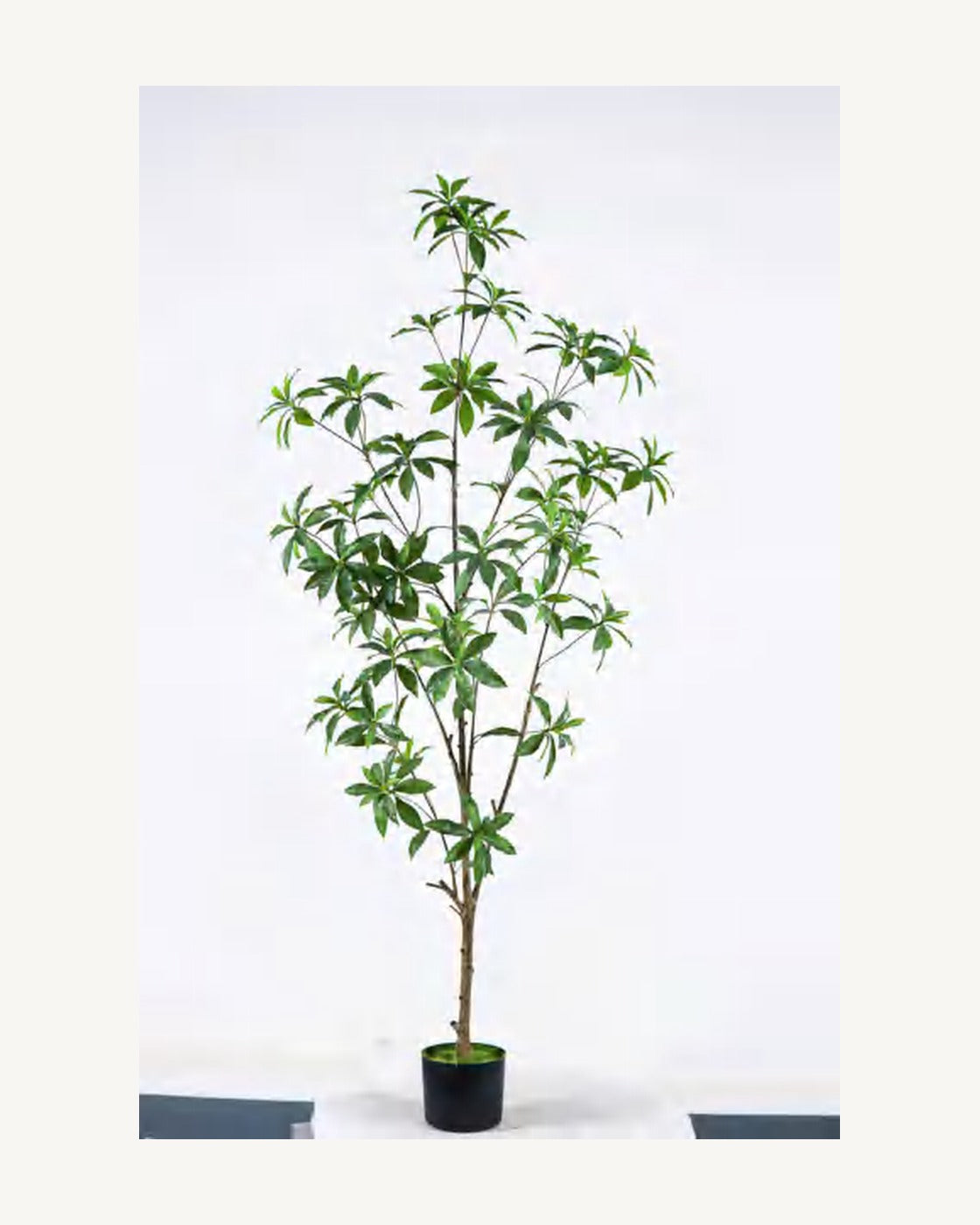 Maremma Artificial Pieris Tree, full product studio view in the included nursery pot