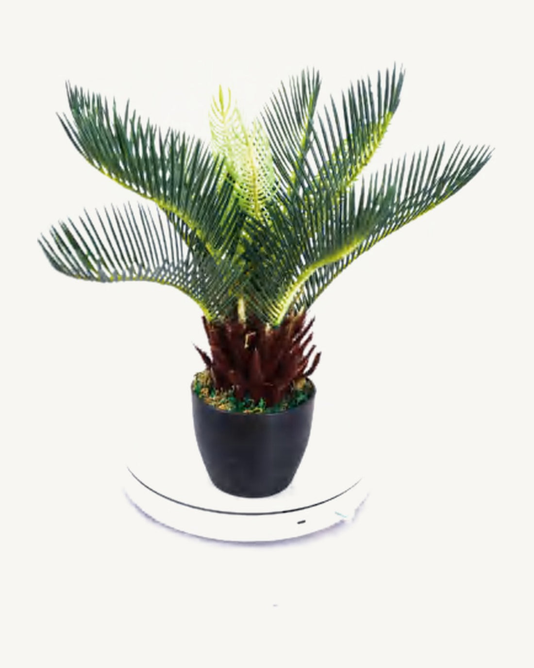 Artificial Palms & Tropical Plants