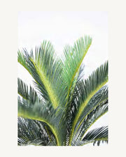 Maremma Artificial Sago Palm, 43.3 in, full product studio view in the included nursery pot