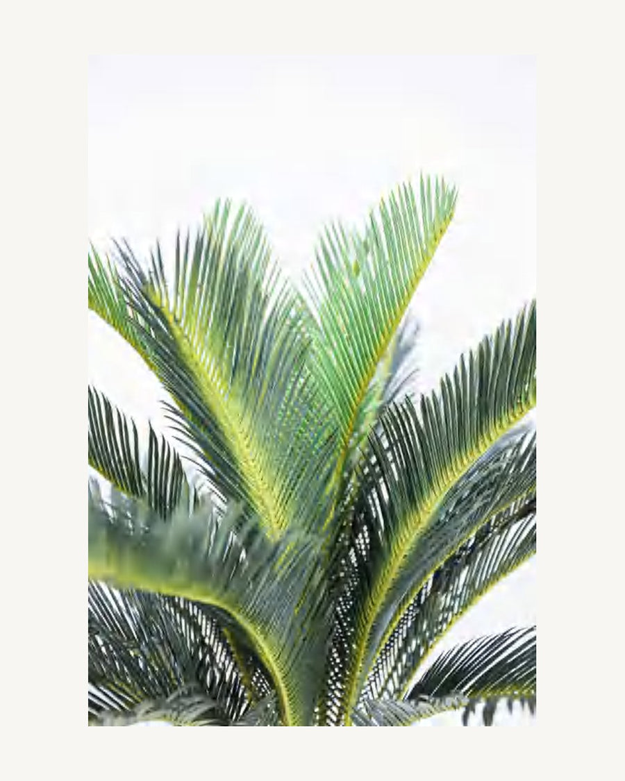 Maremma Artificial Sago Palm