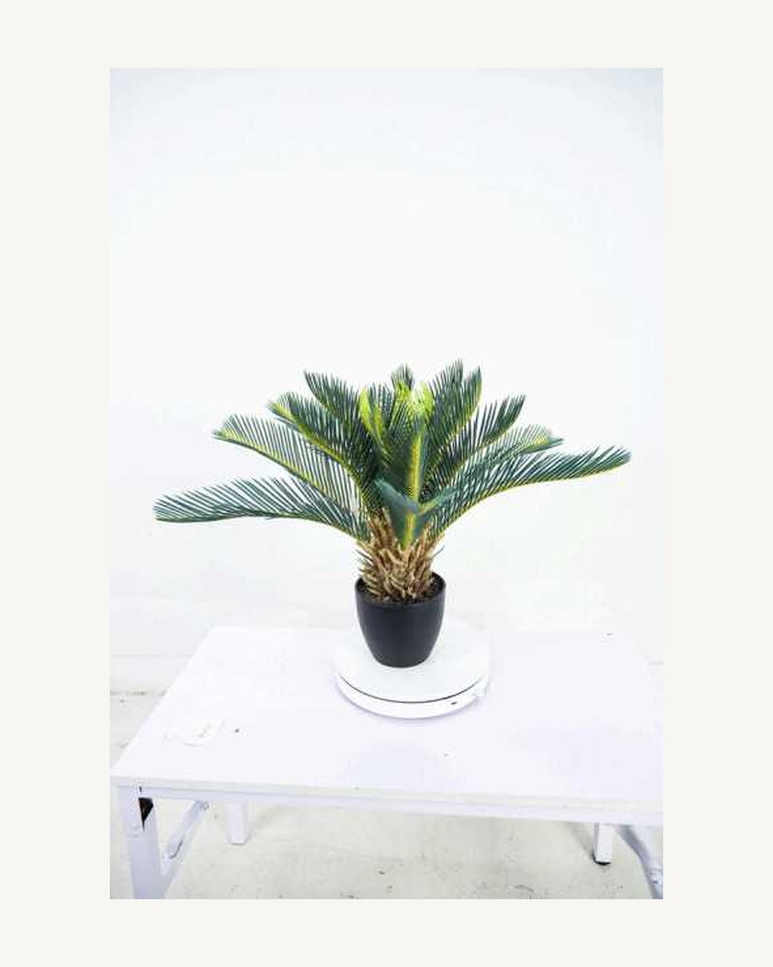 Maremma Artificial Sago Palm, 17.7 in, full product studio view in the included nursery pot