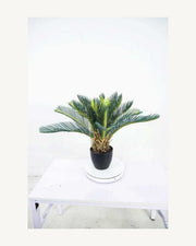 Maremma Artificial Sago Palm, 17.7 in, full product studio view in the included nursery pot