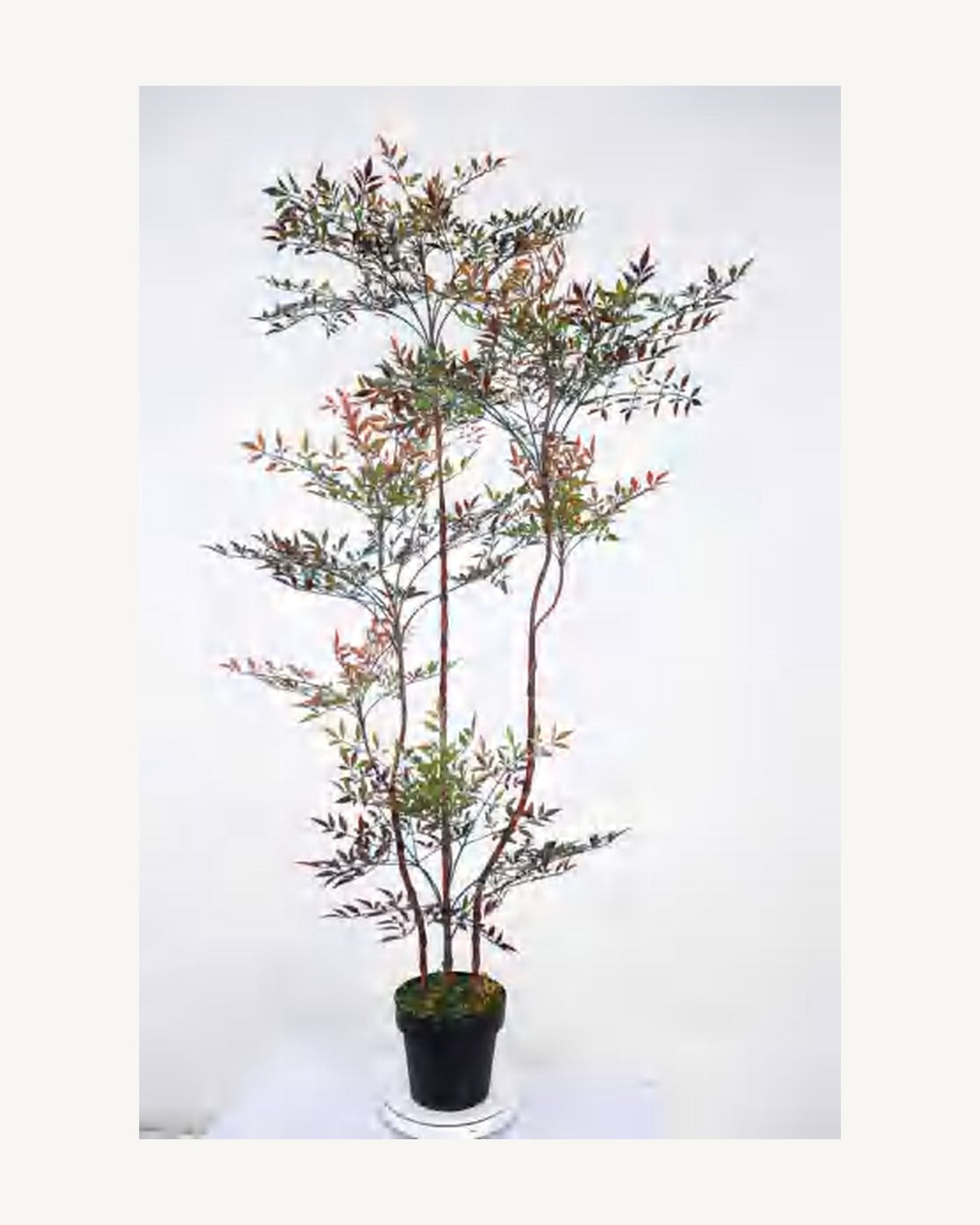 Matera Artificial Nandina Tree, full product studio view in the included nursery pot