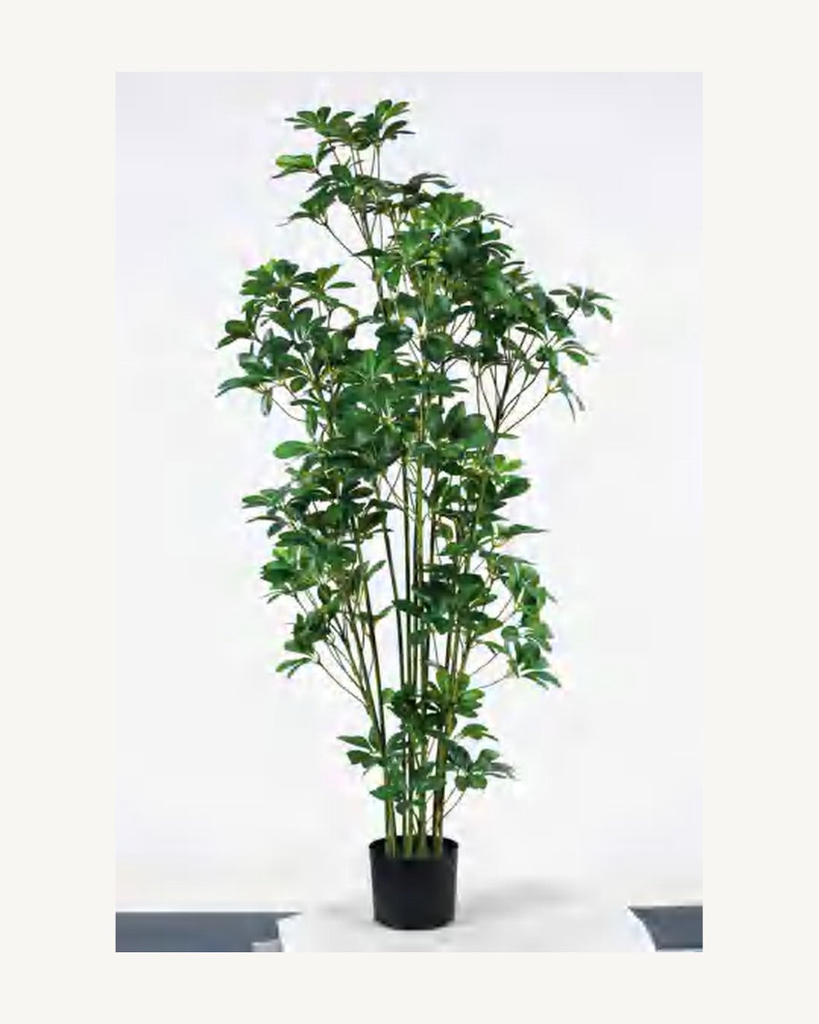 Modena Artificial Schefflera Tree, 59.1 in