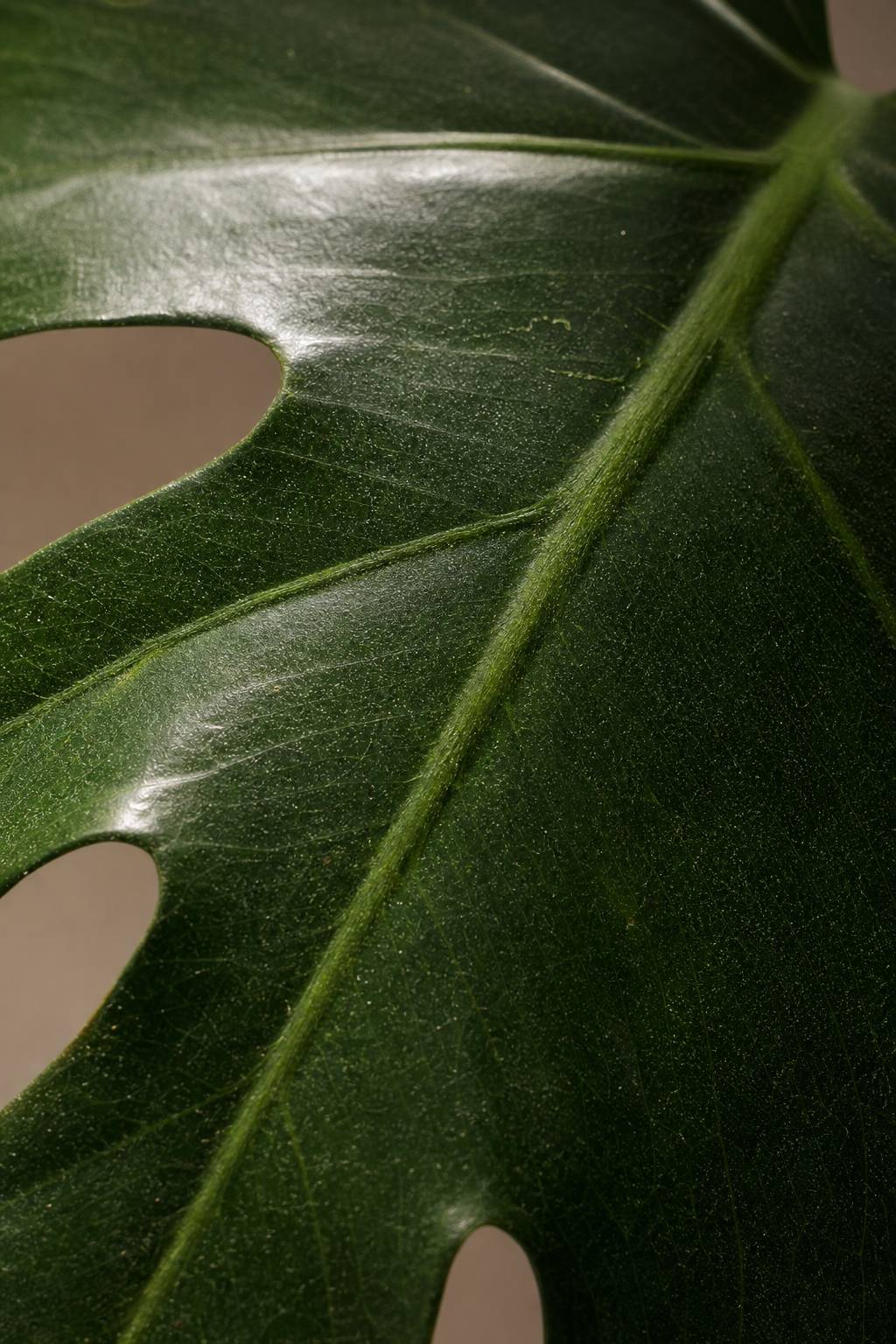 Maison Moya - Monstera Deliciosa Tropical Faux Plant - closeup surface