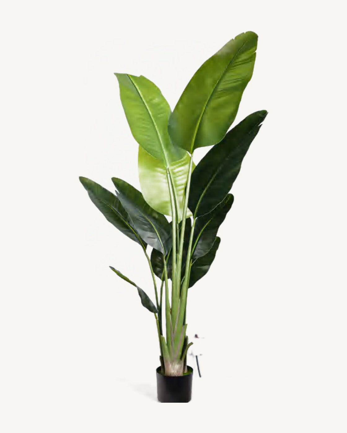 Noto Artificial Traveler's Palm, full product studio view in the included nursery pot