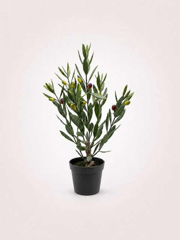 Olive Tree Mini Mediterranean Plant