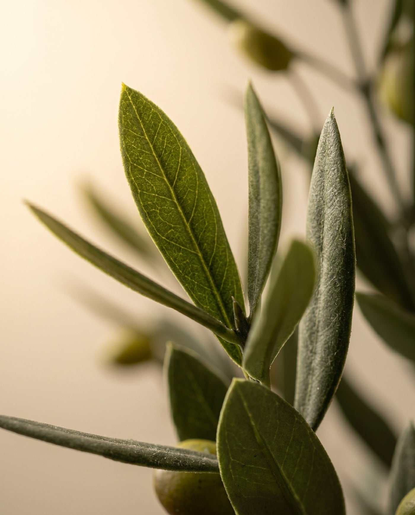Maison Moya - Olive Tree Mini Mediterranean Plant - 03 closeup-top