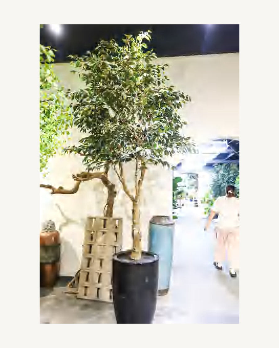 Orvieto Artificial Ficus Tree, 110.2 in