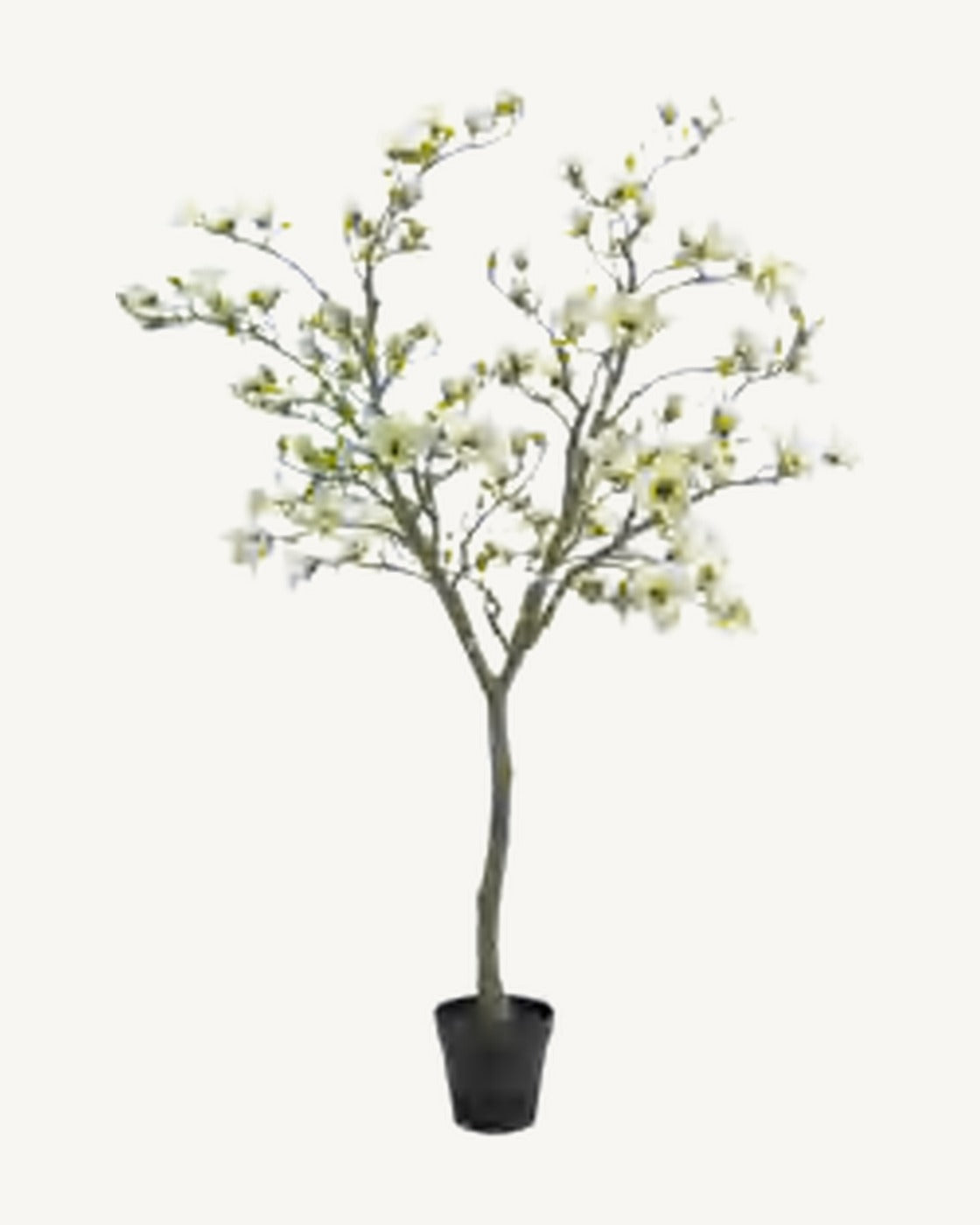Ostuni Artificial Blossom Tree, Ivory, full product studio view in the included nursery pot