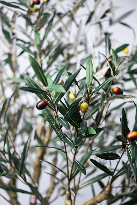 Olive Tree Classic Mediterranean Indoor Tree