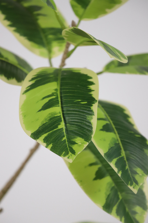 Rubber Tree Glossy Faux Tree
