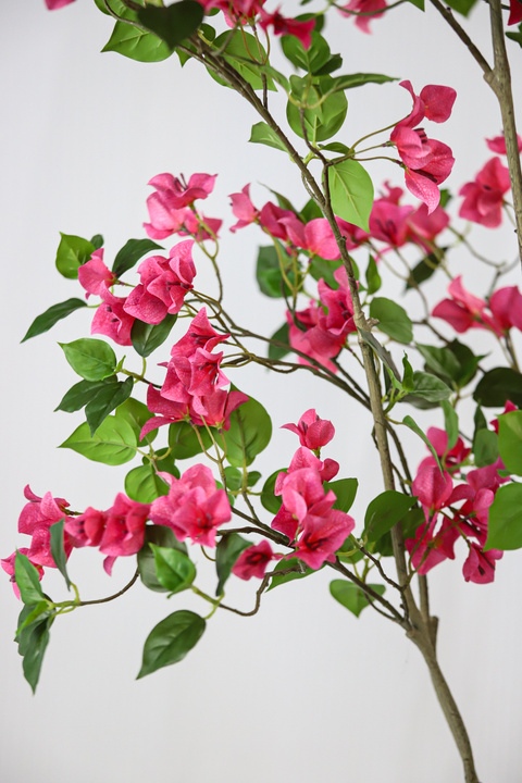 Bougainvillea Mediterranean Flowering Tree