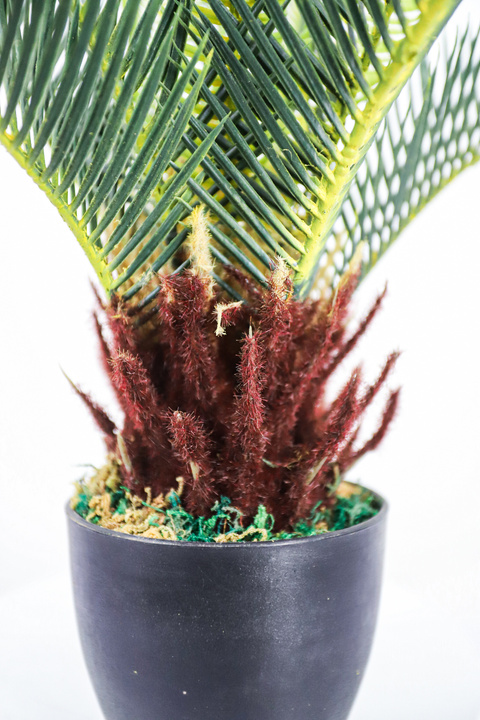 Sago Palm Compact Tropical Plant