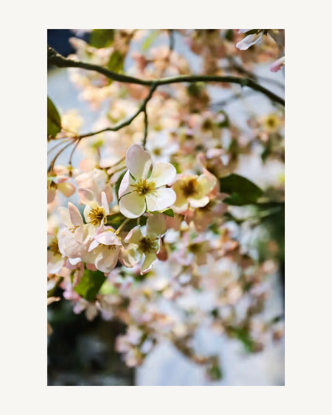 Puglia Artificial Cherry Blossom Tree, full product studio view in the included nursery pot